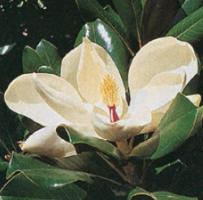 NOS MAGNOLIAS