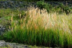 NOS CALAMAGROSTIS