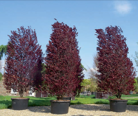 Cerisier à fleurs 'Pissardii' - Prunus cerasifera - Le Jardin du Pic Vert